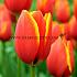 Tulipa World's Favourite 12/+ (x250)