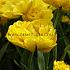 Tulipa Yellow Pomponette 12/+ (x250)