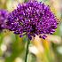 Allium Aflatunense 12/+ (x250)