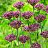 Allium Atropurpureum 8/10 (x250)