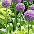 Allium Globemaster 20/+ (x25)
