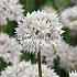 Allium Amplectens 'gracefull' 6/+ (x250)