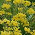 Allium Moly (Luteum) 5/+ (x250)