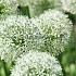Allium Mont Blanc 20/+ (x25)