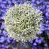Allium Mount Everest 20/+ (x25)