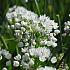 Allium Neapolitanum 4/+ (x250)