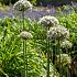 Allium Nigrum (Multibulbosum) 12/+ (x250)