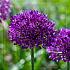 Allium Purple Sensation 10/12 (x250)
