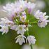 Allium Roseum 5/+ (x250)