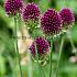 Allium Sphaerocephalon 5/+ (x250)