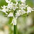 Allium Triquetrum 5/+ (x250)