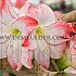 Amaryllis Aphrodite 30/32 (x10)