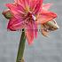 Amaryllis Nymph, Double Group, 30/32, Prep. (10x)