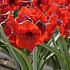 Amaryllis Red Lion 30/32 Prep. (x10)