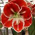 Amaryllis Samba 30/32 Prep. (x10)