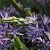 Camassia Leichtlinii Caerulea 12/14 (x 125)