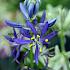 Camassia Quamash 6/+ (x250)