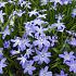 Chionodoxa Luciliae (Giantea) 5/+ (x250)