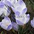 Crocus Blue Pearl 5/+ (x250)