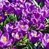 Crocus Flower Record 9/10 (x250)