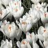 Crocus Jeanne D'arc 9/10 (x250)