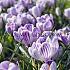 Crocus Pickwick, 9/10 (x250)