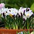 Crocus Prins Claus 5/+ (x250)