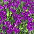 Crocus Ruby Giant 5/+ (x250)
