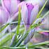 Crocus Tommasinianus (Wildform) 5/+ (x250)