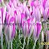 Crocus Tommasinianus (Wildform) 5/+ (x250)