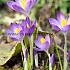 Crocus Tommasinianus Whitewell Purple 5/+ (x250)