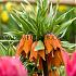 Fritillaria Imperialis Aurora 20/22 (x25)