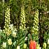 Fritillaria Persica Ivory Bells 20/+ (x25)
