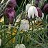 Fritillaria Meleagris Alba 6/+ (x250)