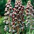 Fritillaria Persica 20/+ (x25)