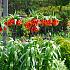 Fritillaria Imperialis Rubra Maxima 20/22 (x25)