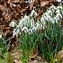 Galanthus Elwesii 6/+ (x250)