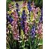 Hyacinthoides Hispanica Gemengd 8/10 (x250)