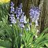 Hyacinthoides Non Scripta, Blue Bells 8/10 (x250)