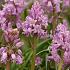 Hyacinthoides Hispanica Rose 8/10 (x250)