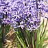 Hyacinths Multiflora Blue I (x 100)