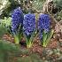 Hyacinthus Blue Pearl 17/18 (x100)