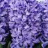 Hyacinthus Blue Star 17/18 (x100)
