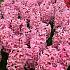 Hyacinthus Fondant 17/18 (x100)