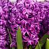 Hyacinthus Purple Sensation 17/18 (x100)