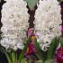 Hyacinthus White Pearl 17/18 (x100)