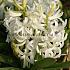 Hyacinths Multiflora White I (x 100)