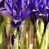 Iris Reticulata Pixie 6/+ (x250)