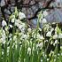 Leucojum Aestivum Gravetye Giant 12/14 (x250)