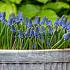 Muscari Big Smile 9/10 (x250)